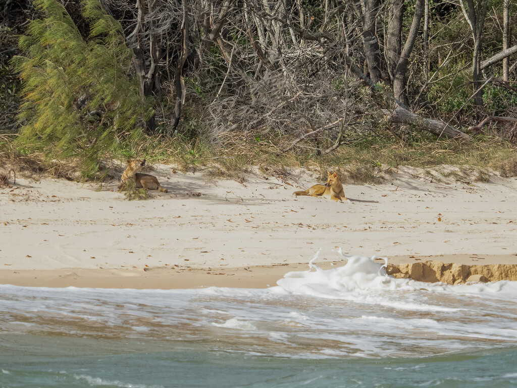 Dingos on Fraser Island by gosia