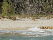28th Nov 2022 - Dingos on Fraser Island