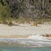 Dingos on Fraser Island by gosia