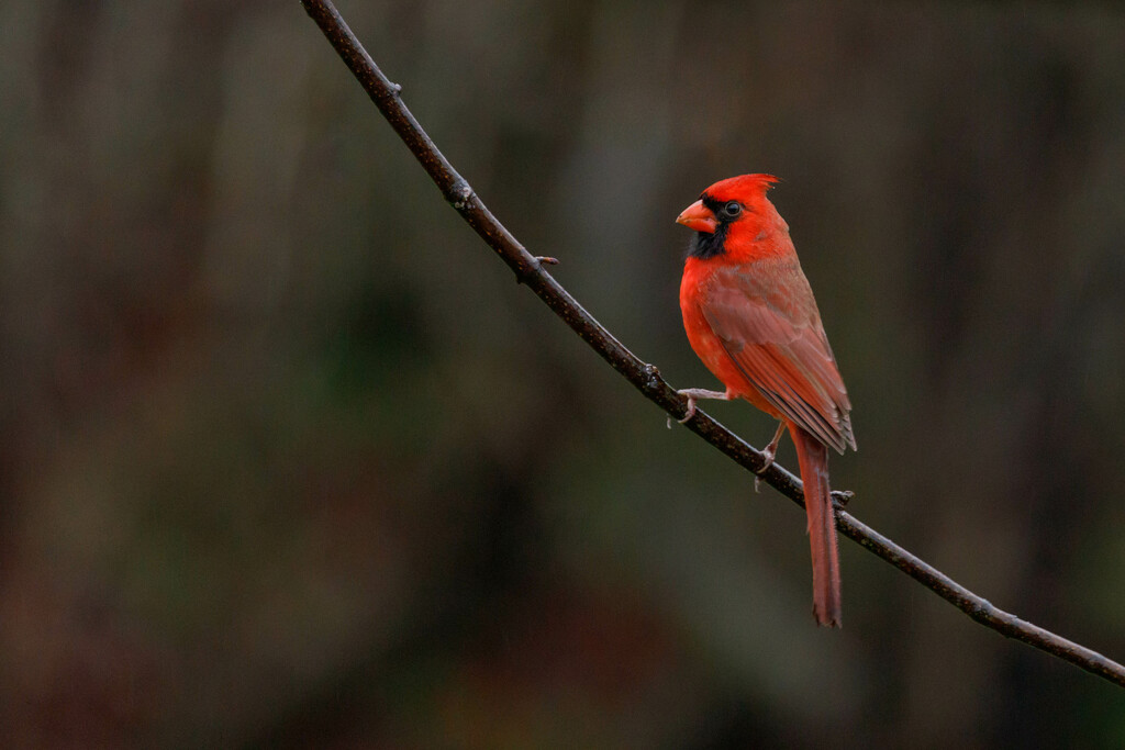 Cardinal by pamalama