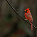 Cardinal on 365 Project