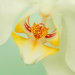Orchid  by pamalama