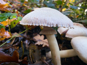 27th Nov 2022 - "Not mushroom for a fungi like me in this ol' world"