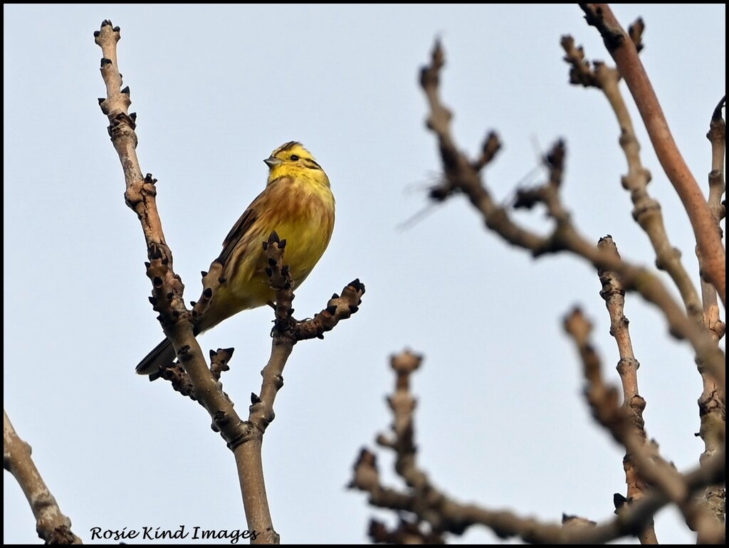 Yellowhammer today by rosiekind