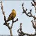 Yellowhammer today by rosiekind