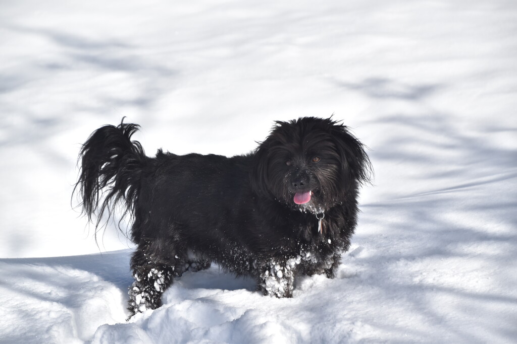 Our dog enjoying snow by bigdad