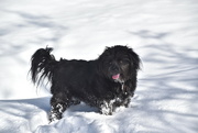 25th Nov 2022 - Our dog enjoying snow