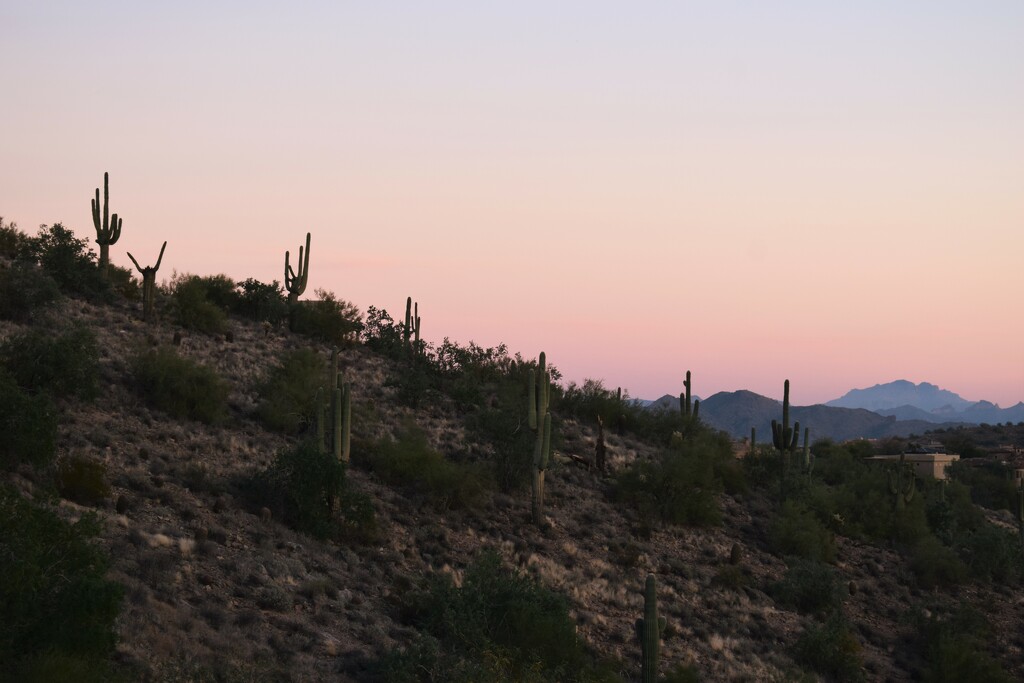 Hillside cactus with faint glow by sandlily