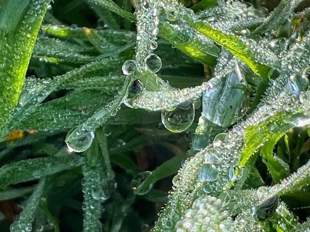 Afternoon dew by gaillambert