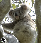26th Nov 2022 - the newest koala