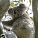 the newest koala by koalagardens