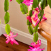 Christmas Cactus by lifeisfullofpictures