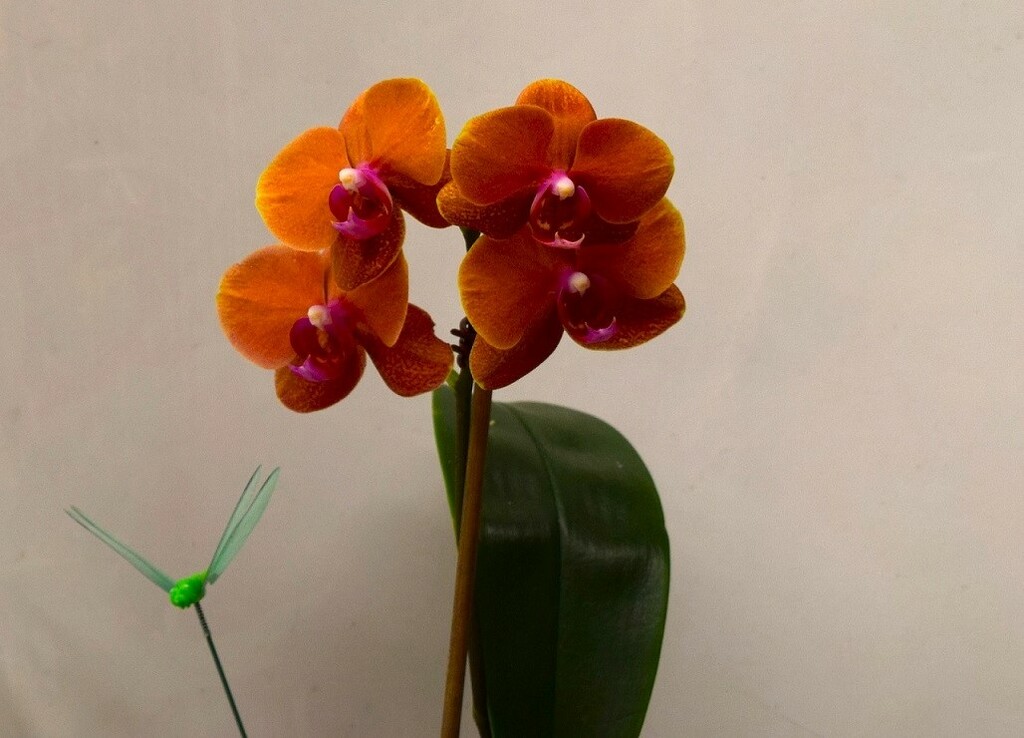  Another Birthday Orchid ~  by happysnaps