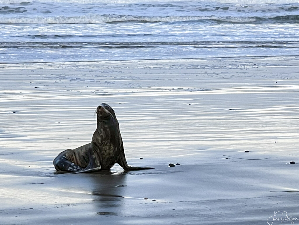 Stranded Sea Lion  by jgpittenger