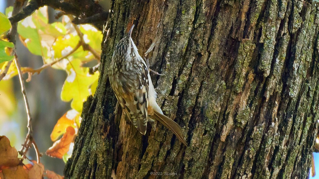 331-365 brown creeper by slaabs