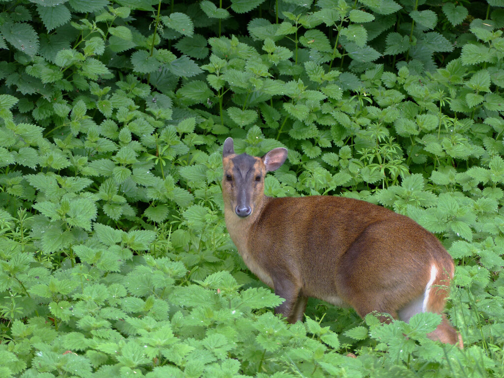  Muntjac deer at RSPB Titchwell  by judithdeacon