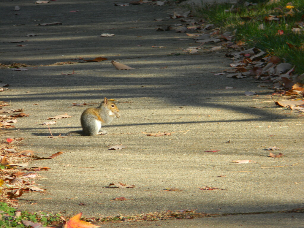 Squirrel Eating Nut by sfeldphotos