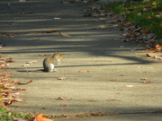 28th Nov 2022 - Squirrel Eating Nut