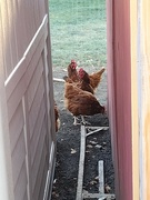 5th Nov 2022 - Backyard chickens