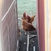Backyard chickens by dawnbjohnson2