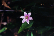 29th Nov 2022 - Rarely seen lilac lily