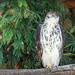 African Hawk Eagle by ludwigsdiana