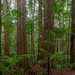 Rainforest by gosia