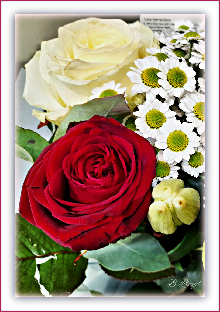 Lovely roses!  by beryl