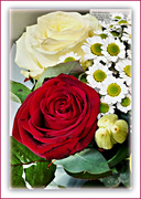 30th Nov 2022 - Lovely roses! 