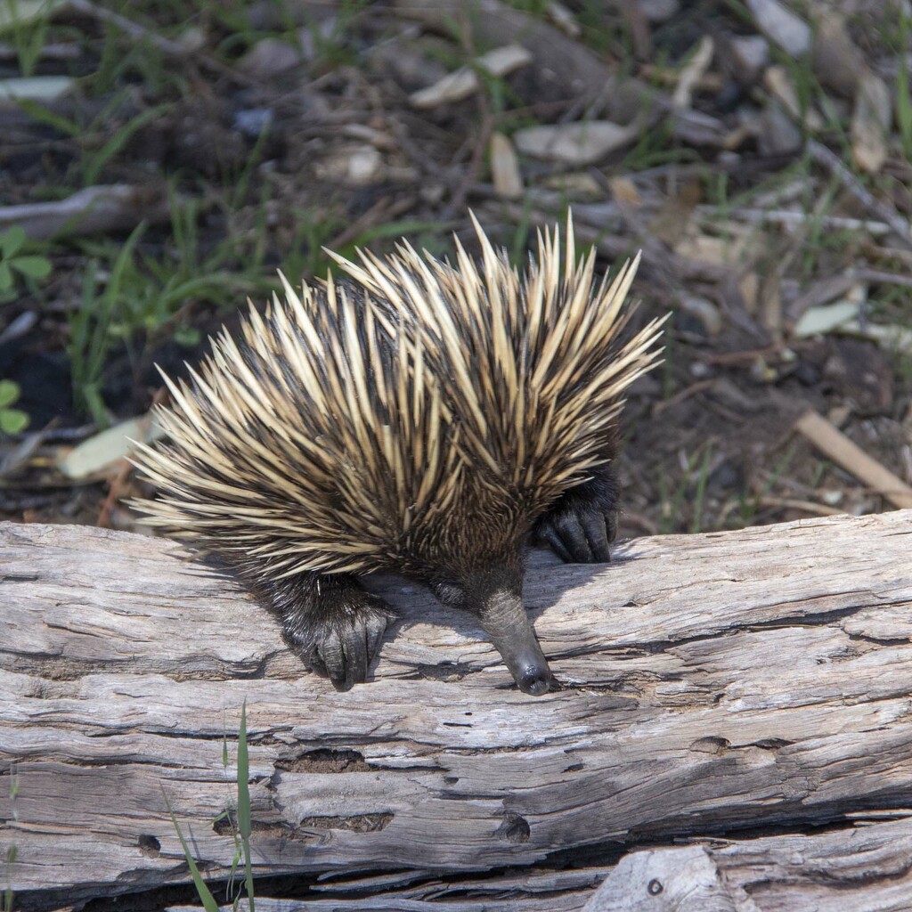 Echidna by bugsy365