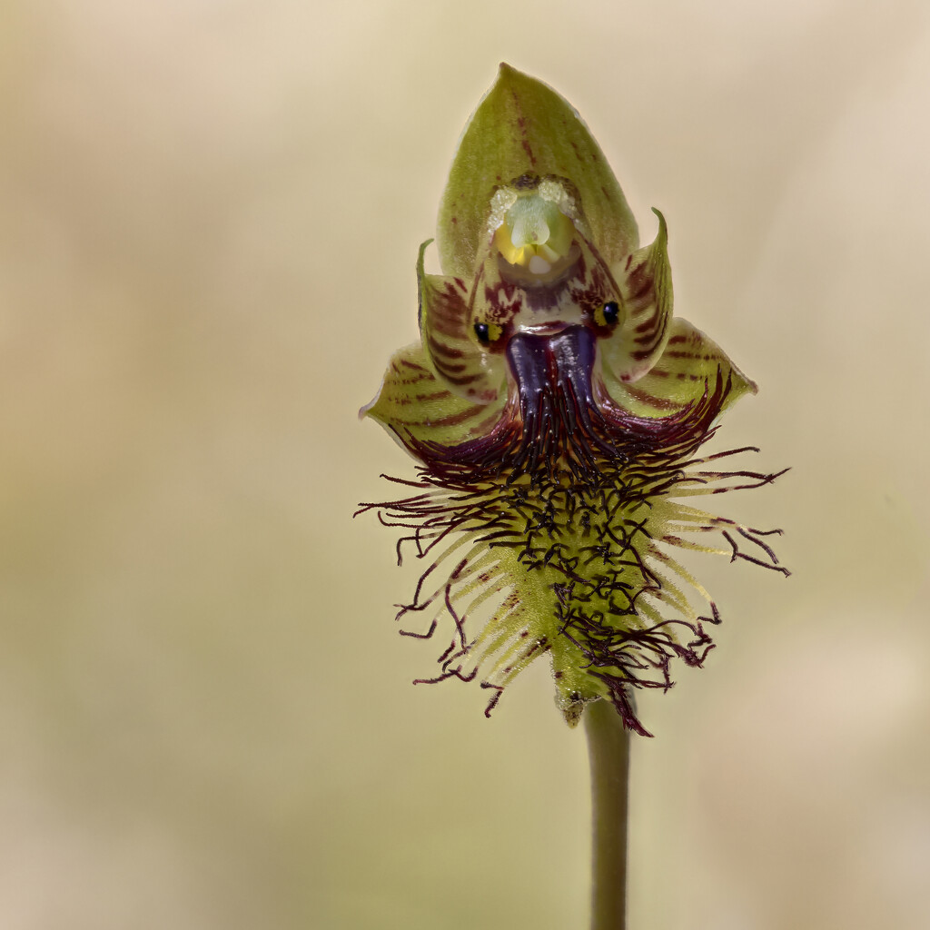 Copper Beard Orchid  by bugsy365