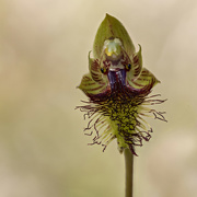 12th Nov 2022 - Copper Beard Orchid 