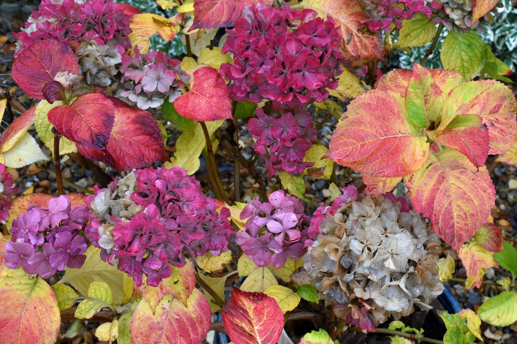 My Hydrangea is currently turning all sorts of colours! by anitaw
