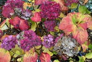 29th Nov 2022 - My Hydrangea is currently turning all sorts of colours!