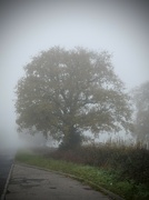 29th Nov 2022 - Foggy tree