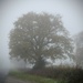 Foggy tree by orchid99