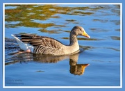 29th Nov 2022 - Greylag Goose