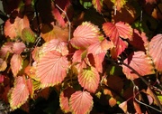29th Nov 2022 - Colorful leaves