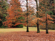 29th Nov 2022 - Lincoln Park's Trees