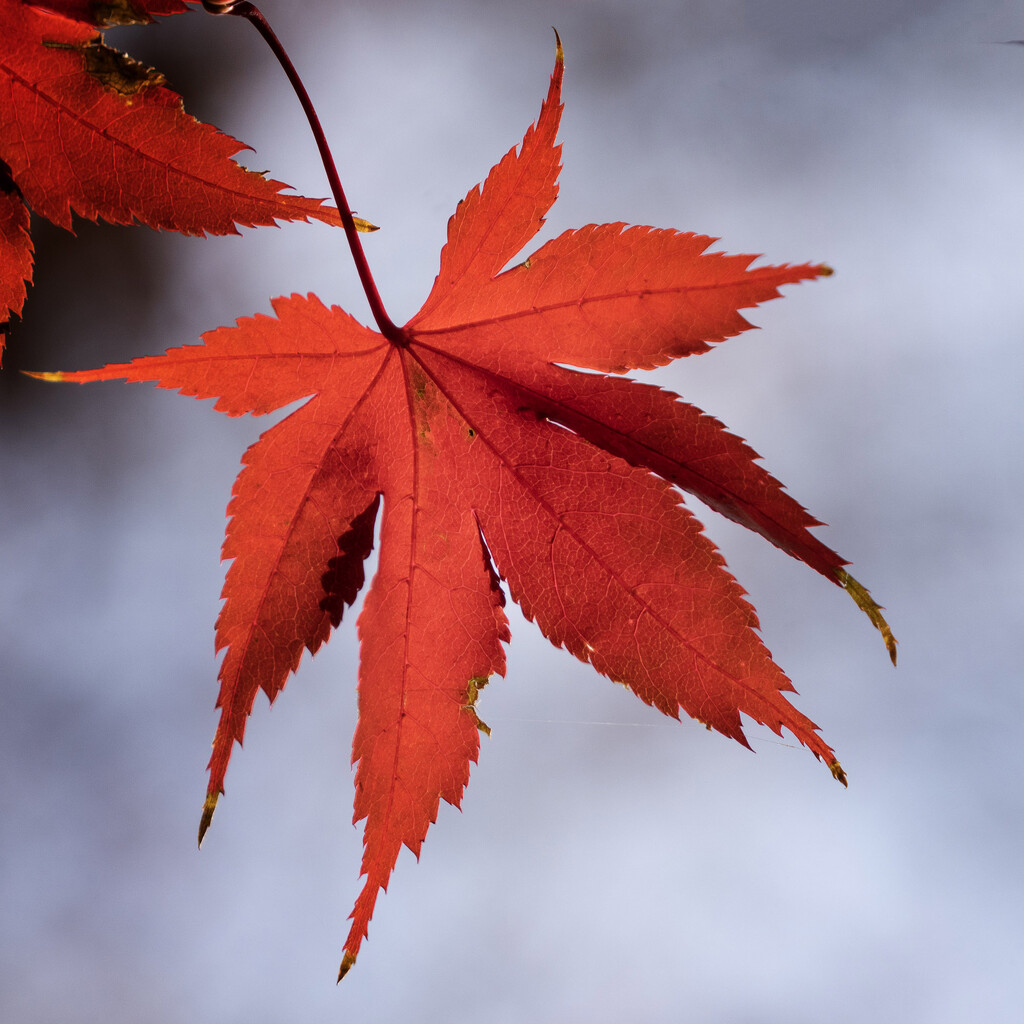 Red Maple Leaf by k9photo