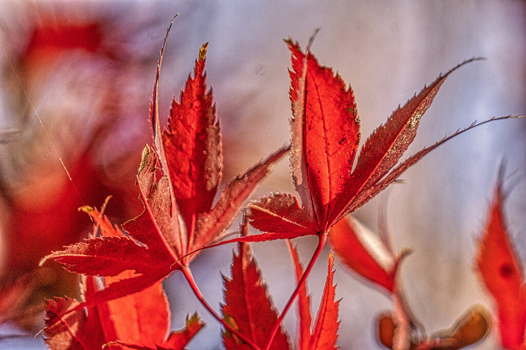 Red Maple Leaves by k9photo