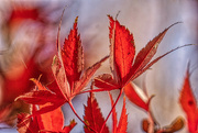 28th Nov 2022 - Red Maple Leaves