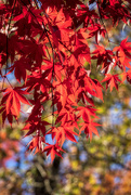 27th Nov 2022 - Red Maple Leaves