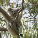 still a mystery by koalagardens