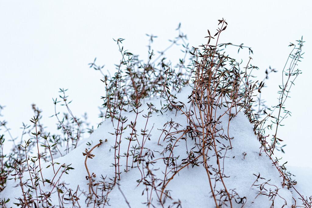 Winter Thyme by lindasees