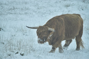 11th Nov 2022 - Scottish Highland Cow?