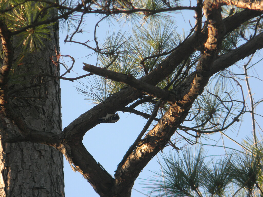 Woodpecker Pecking at Tree by sfeldphotos
