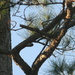 Woodpecker Pecking at Tree