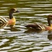 Plumed Whistling Ducks ~ by happysnaps