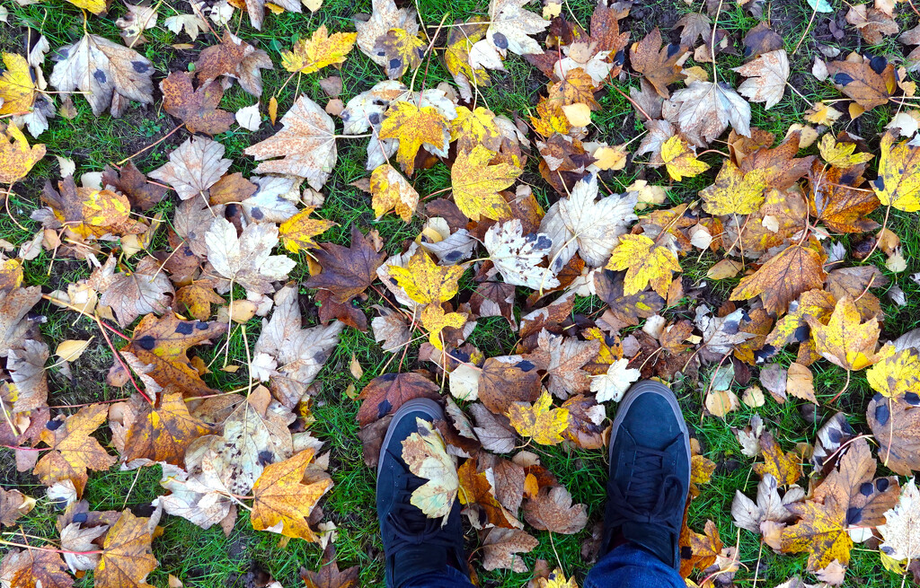 Phil's feet in the leaves by phil_howcroft